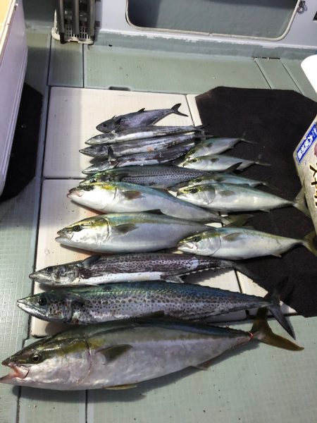 エムズジャーク(M’s JERK) 釣果