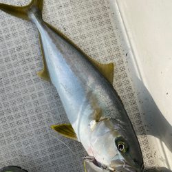 「LaGooN」蒼陽丸 日和号 釣果