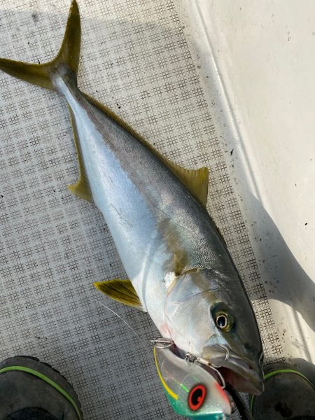「LaGooN」蒼陽丸 日和号 釣果