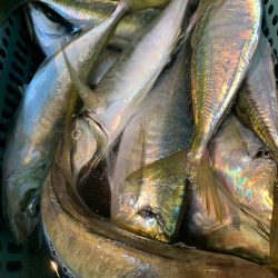 愛海丸 釣果