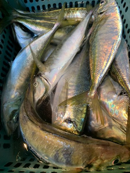 愛海丸 釣果