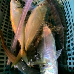 愛海丸 釣果