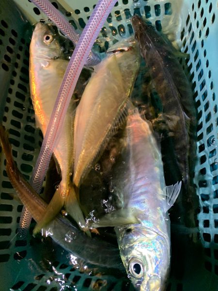 愛海丸 釣果