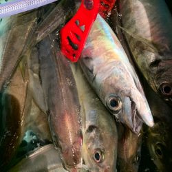 愛海丸 釣果