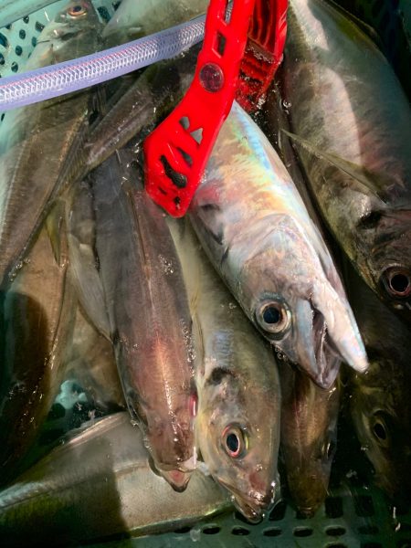 愛海丸 釣果