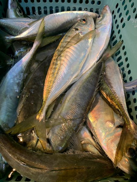愛海丸 釣果
