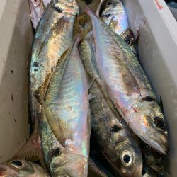 愛海丸 釣果