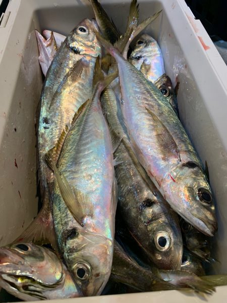 愛海丸 釣果