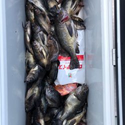 フィッシング キッタカ 釣果