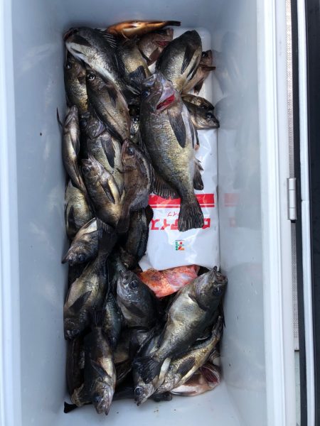 フィッシング キッタカ 釣果