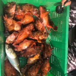 岡田釣船 八英丸 釣果