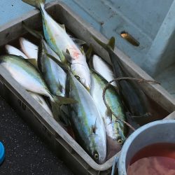 あみや渡船 JIGBOY 釣果