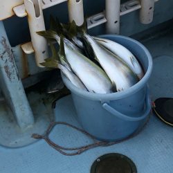 あみや渡船 JIGBOY 釣果