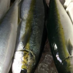 あみや渡船 JIGBOY 釣果