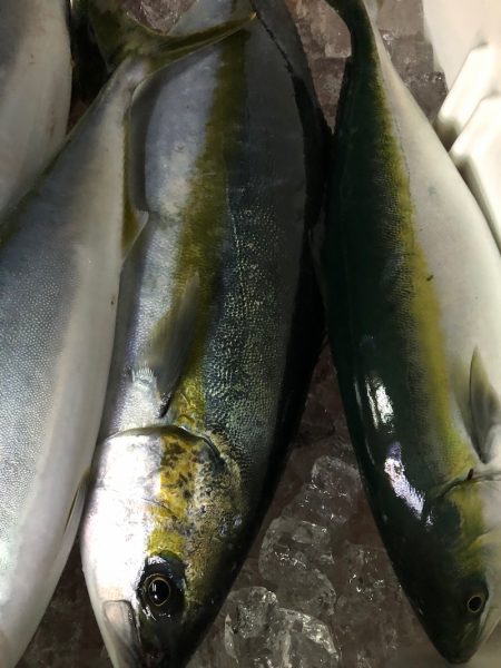 あみや渡船 JIGBOY 釣果