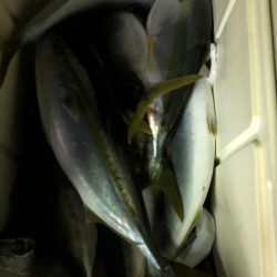 あみや渡船 JIGBOY 釣果