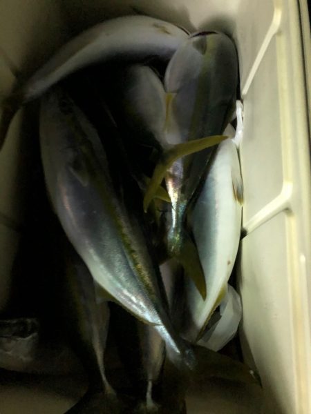 あみや渡船 JIGBOY 釣果