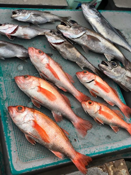 ＴＡＲＯＭＡＲＵ 釣果