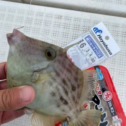 「LaGooN」蒼陽丸 日和号 釣果