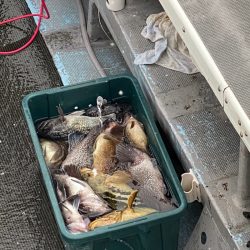 シーランチ 釣果