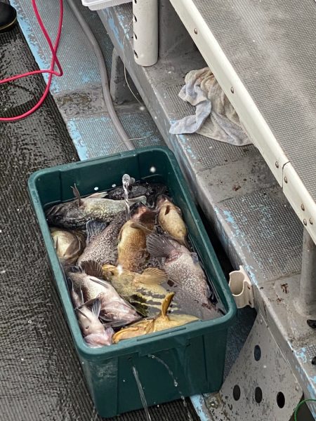 シーランチ 釣果