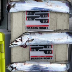 フィッシング キッタカ 釣果