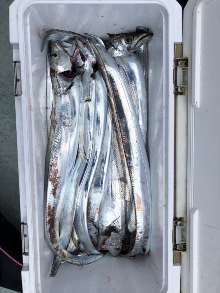 フィッシング キッタカ 釣果