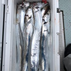 フィッシング キッタカ 釣果