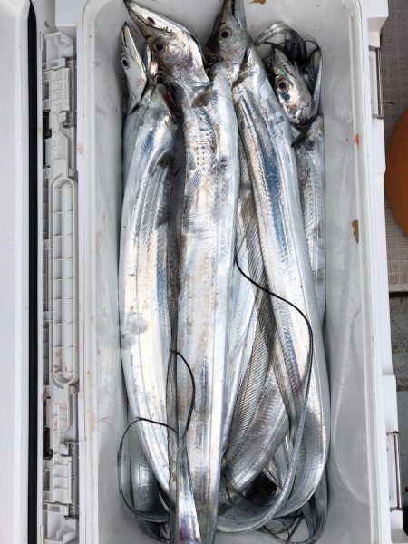 フィッシング キッタカ 釣果