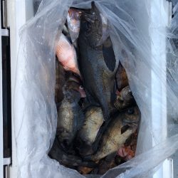 フィッシング キッタカ 釣果