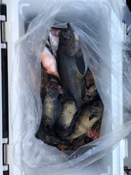 フィッシング キッタカ 釣果