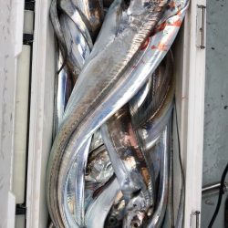 フィッシング キッタカ 釣果