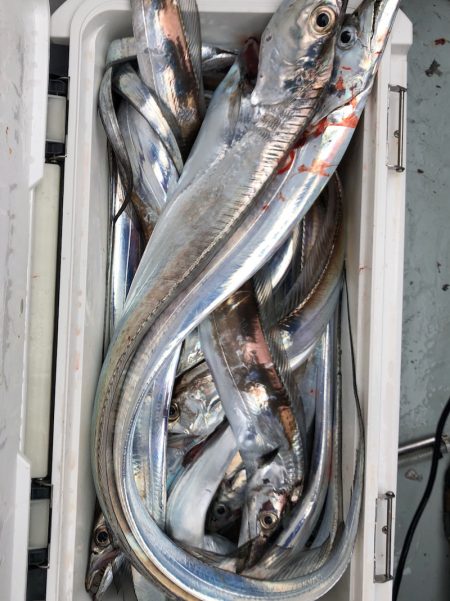 フィッシング キッタカ 釣果