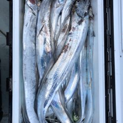 フィッシング　キッタカ 釣果