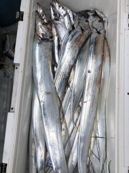 フィッシング キッタカ 釣果