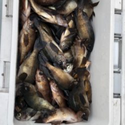 フィッシング キッタカ 釣果