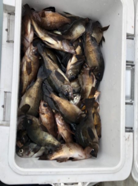 フィッシング キッタカ 釣果