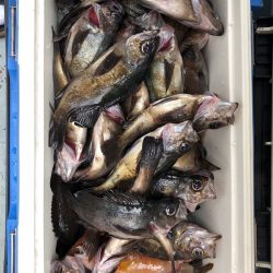 フィッシング　キッタカ 釣果