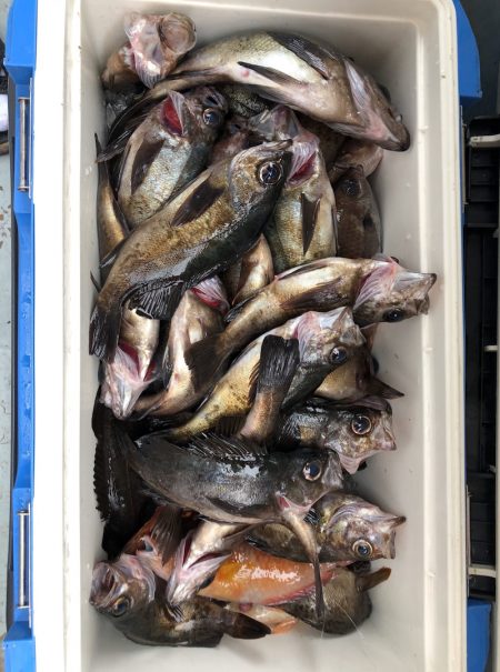 フィッシング　キッタカ 釣果