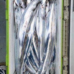 フィッシング キッタカ 釣果