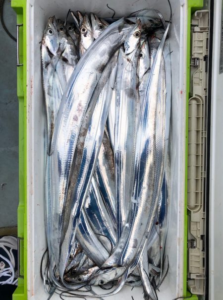 フィッシング キッタカ 釣果