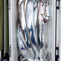 フィッシング キッタカ 釣果