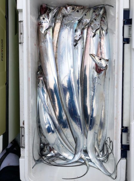 フィッシング キッタカ 釣果