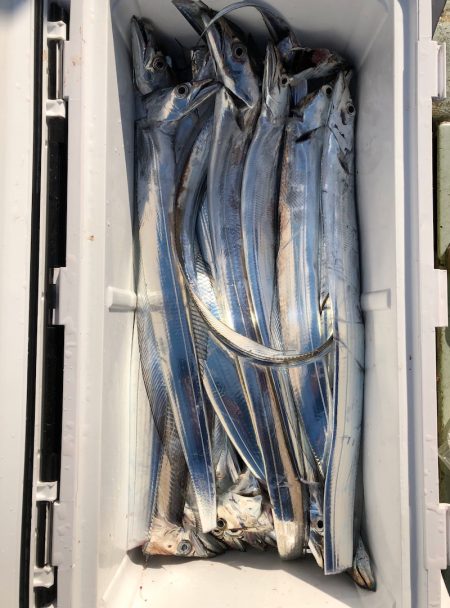 フィッシング キッタカ 釣果