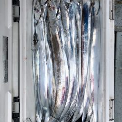 フィッシング キッタカ 釣果