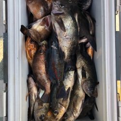 フィッシング キッタカ 釣果