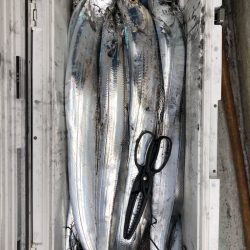 フィッシング キッタカ 釣果