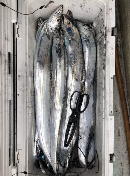 フィッシング キッタカ 釣果