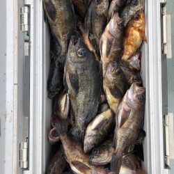 フィッシング キッタカ 釣果