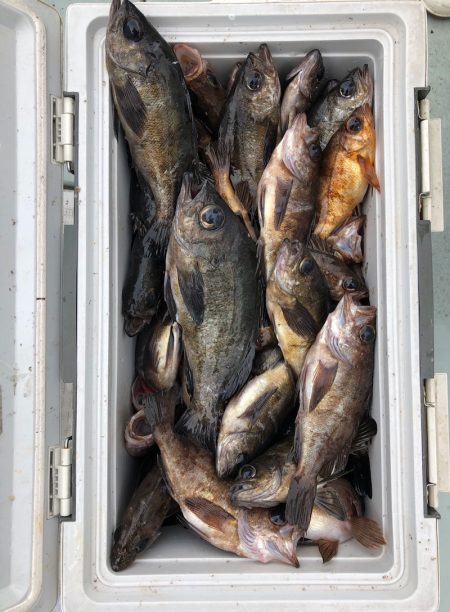 フィッシング キッタカ 釣果